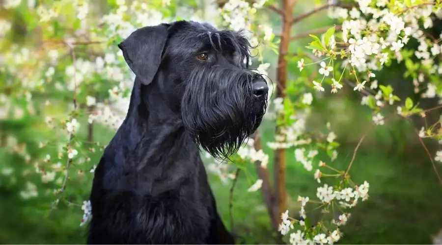 Perro negro en el bosque