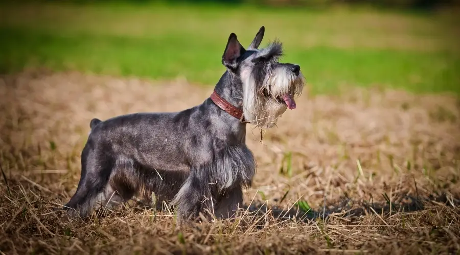 Perro gris afuera en paja