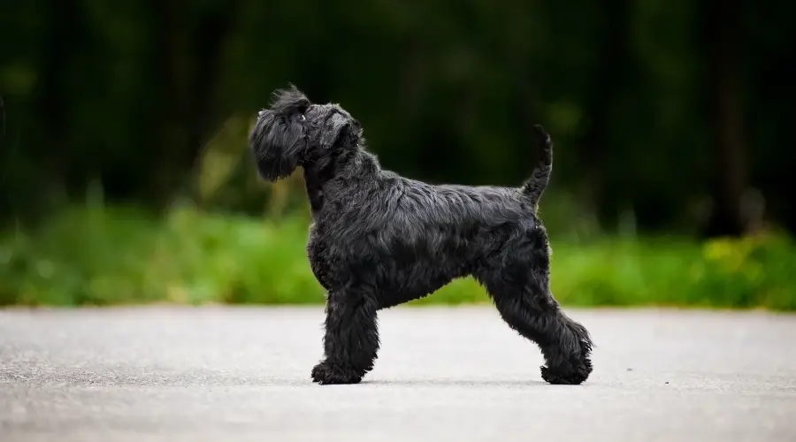 Perro negro fuera de entrenamiento