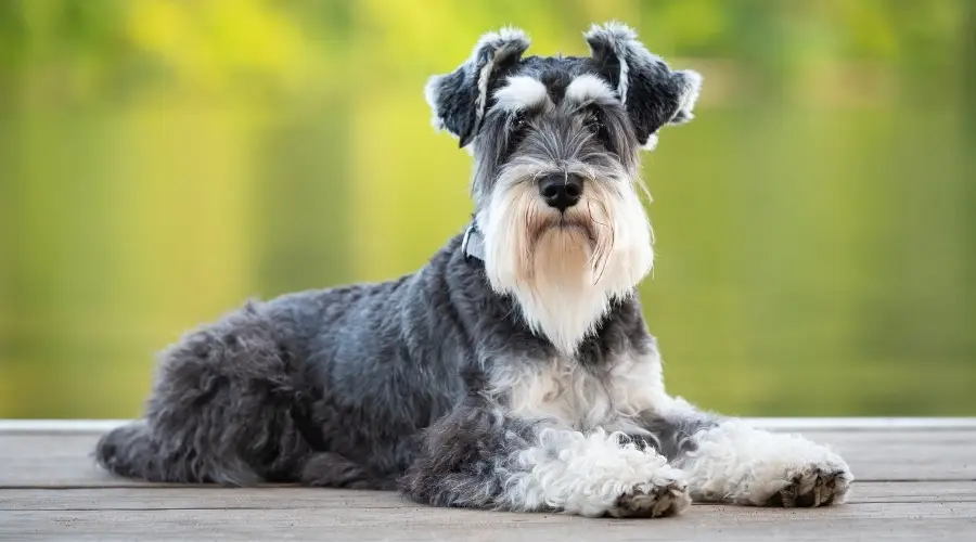 Perro gris tendido sobre la mesa