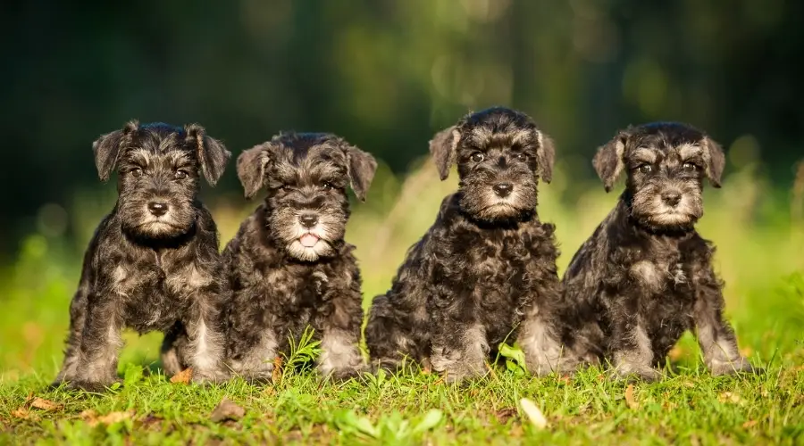 Cuatro cachorros en miniatura en la hierba