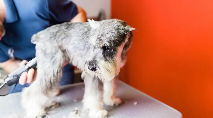 Perro plateado preparándose