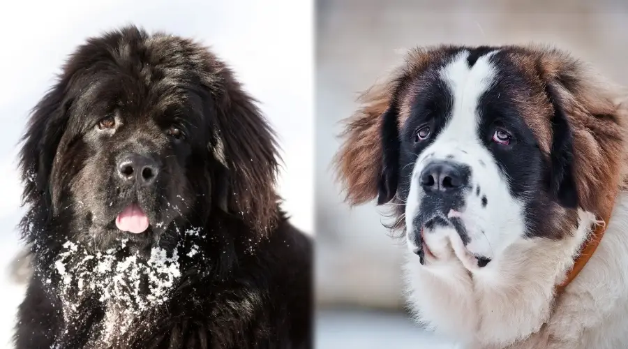 Razas de perros gigantes en la nieve