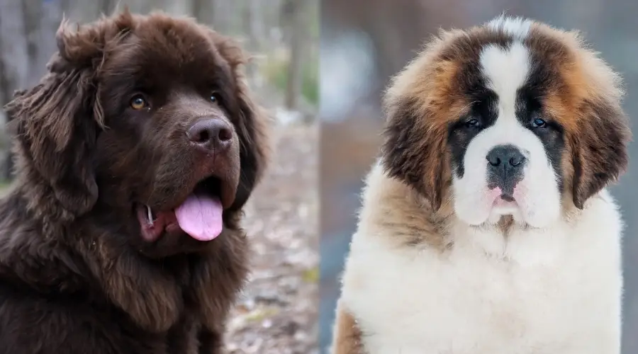 Perros sanos de raza gigante al aire libre