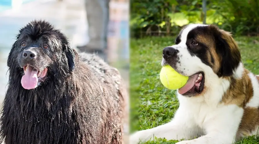 Razas de perros gigantes jugando afuera con juguetes