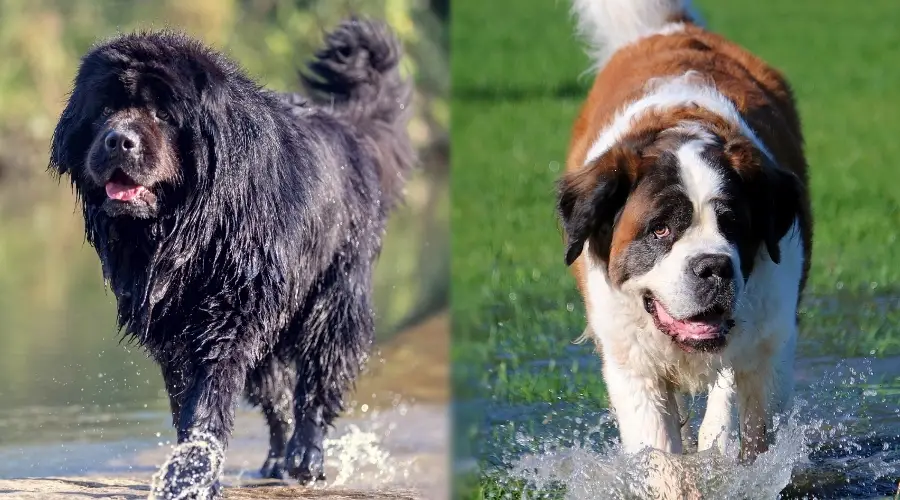 San Bernardo y Newfie jugando en el agua