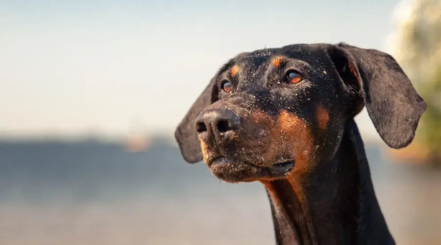 Perro joven negro y fuego