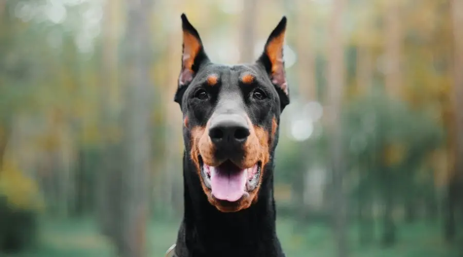 Perro con orejas recortadas afuera