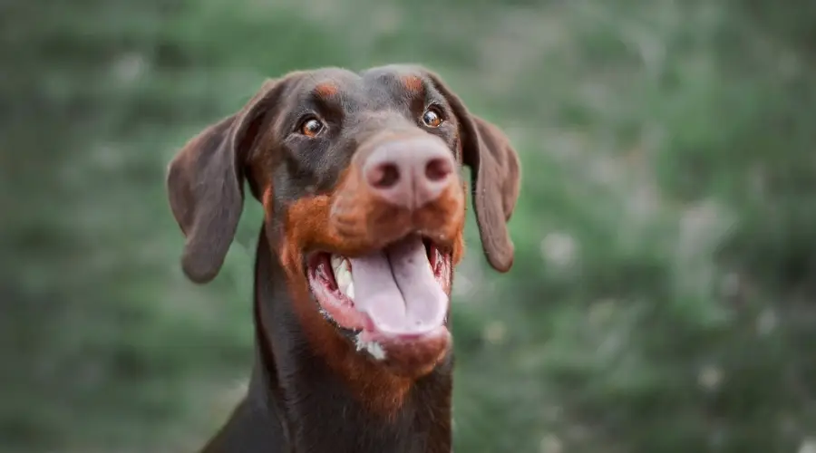 Perro rojo y óxido al aire libre