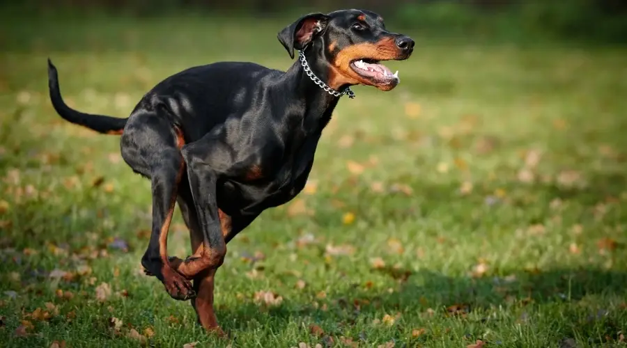 Perro negro haciendo ejercicio al aire libre