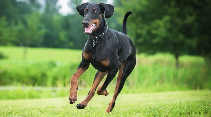 Perro negro haciendo ejercicio en el césped en el parque