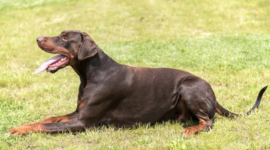 Perro marrón sano en hierba