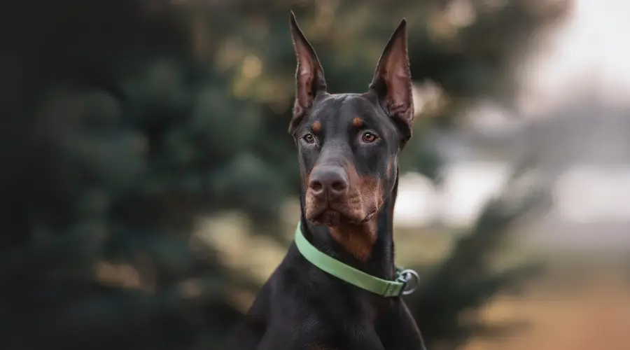 Perro negro y fuego con orejas recortadas al aire libre