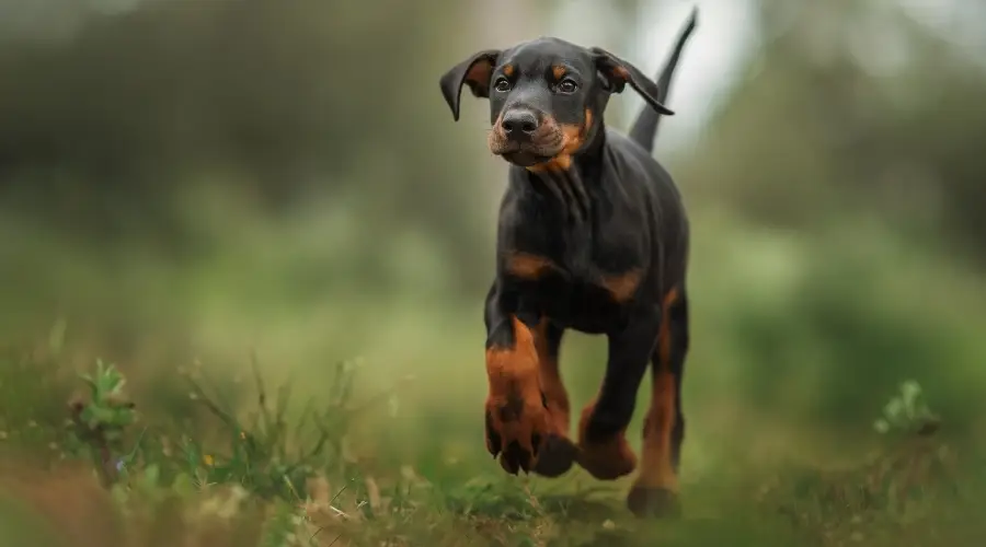 Cachorro negro y fuego corriendo