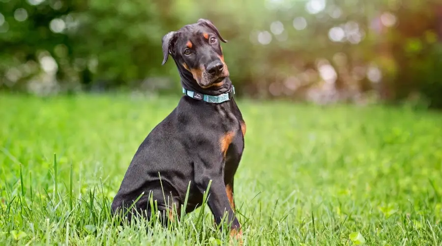 Perro de rescate negro al aire libre