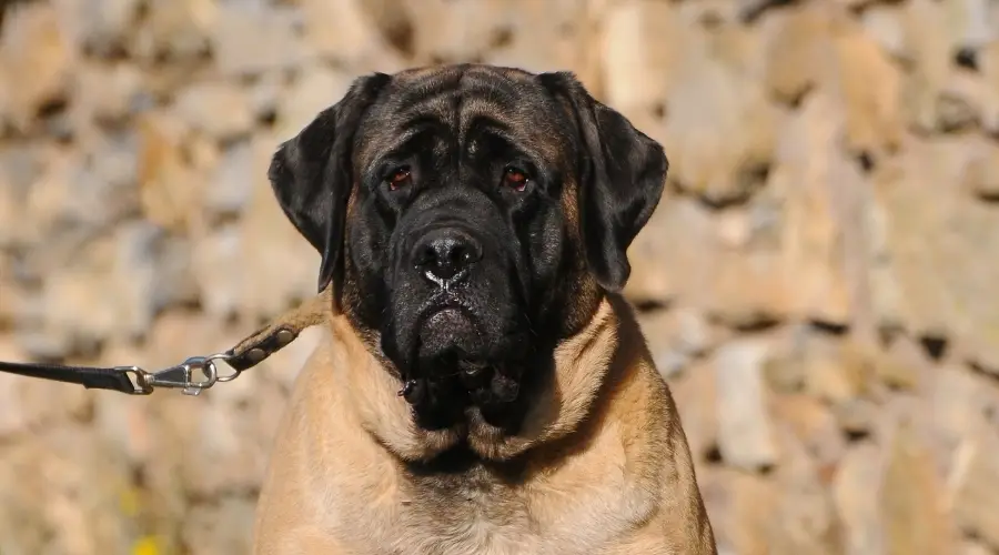 Perro realmente gigante