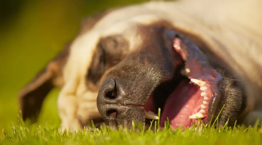 Perro perezoso tendido en la hierba