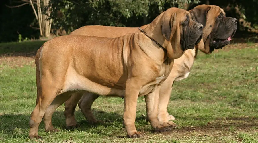 Dos perros gigantes al aire libre