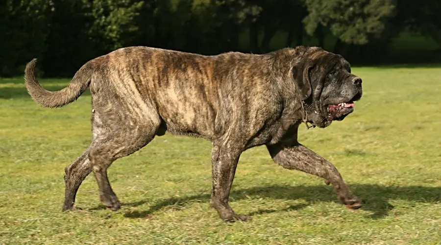 Perro atigrado grande corriendo