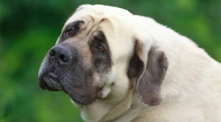 Perro testarudo durante el entrenamiento