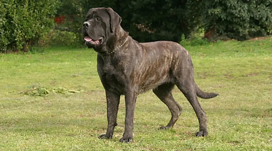 Perro atigrado al aire libre en el césped