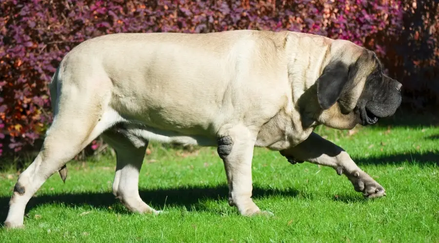 Perro realmente grande haciendo ejercicio