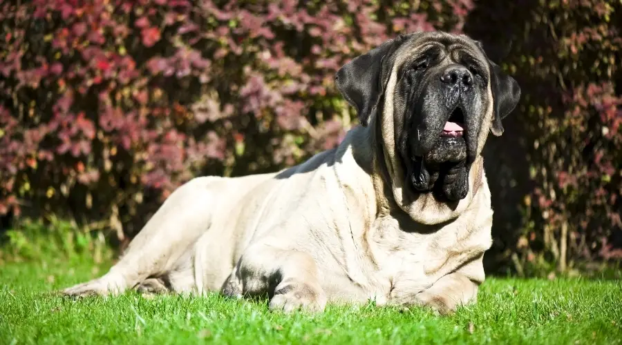 Perro cervatillo de raza gigante en la hierba