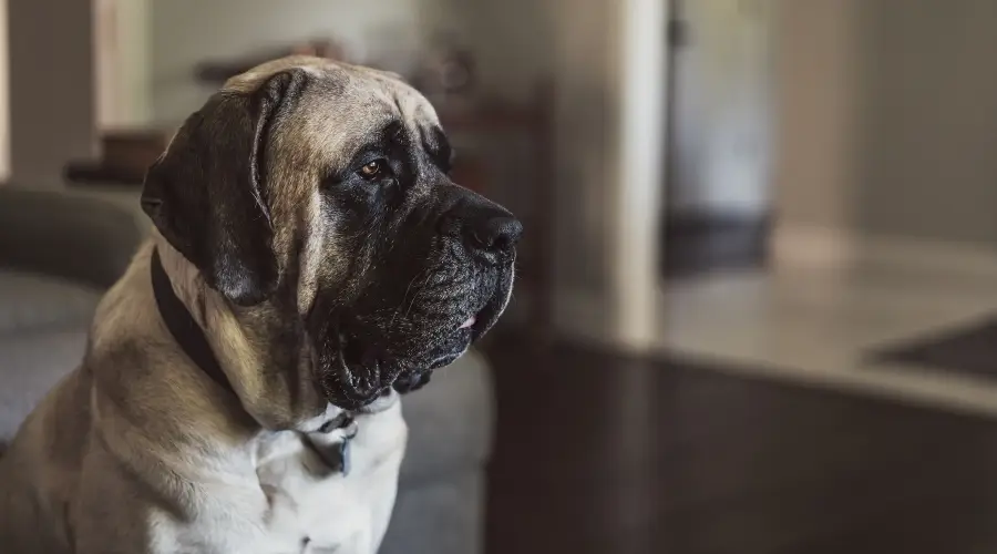 Perro gigante de color leonado en casa