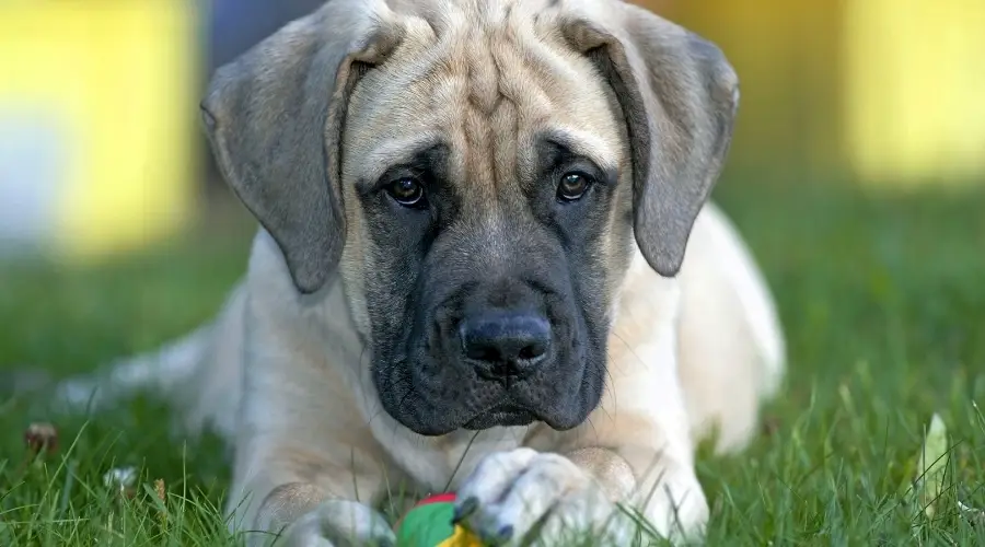 Cachorro gigante jugando con pelota