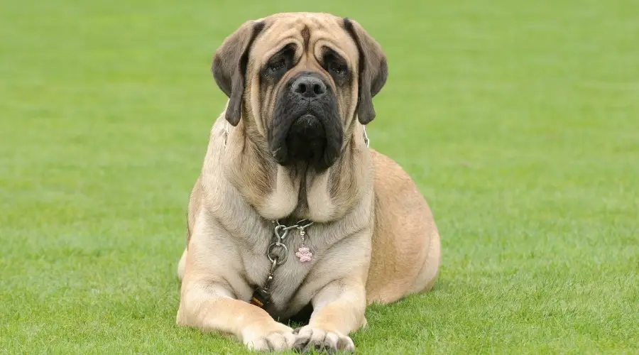 Perro Mastín Inglés tendido en la hierba