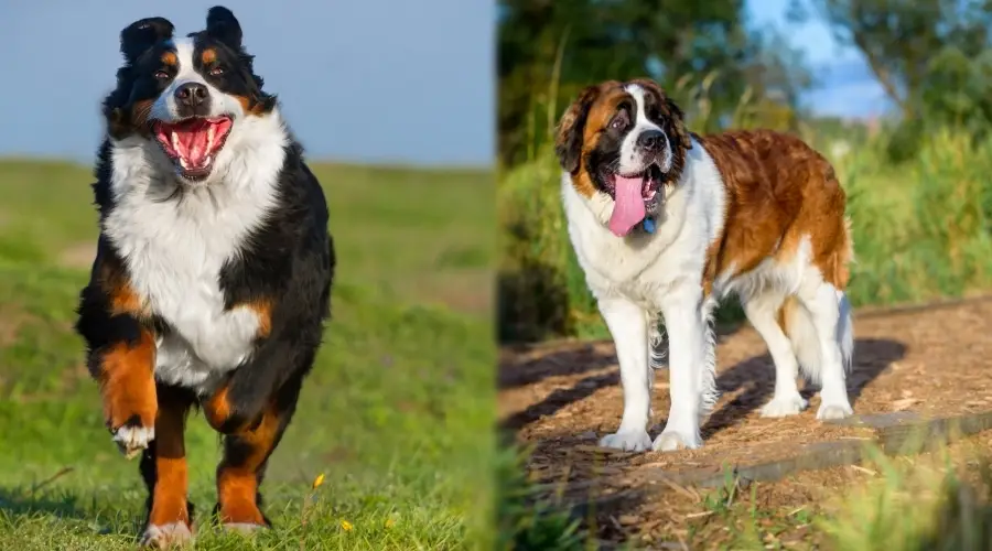 Perros gigantes al aire libre corriendo