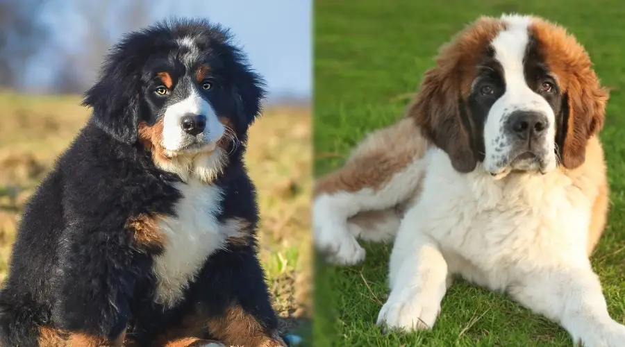 Cachorros gigantes entrenando al aire libre