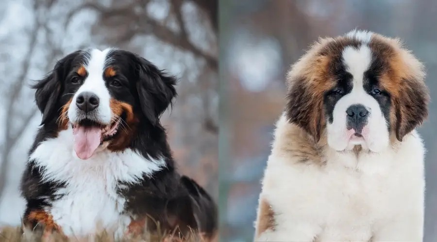 Dos perros de raza gigante hambrientos