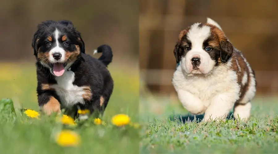 Dos cachorros de raza gigante corriendo