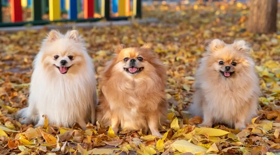 Tres perros Pomerania esponjosos al aire libre