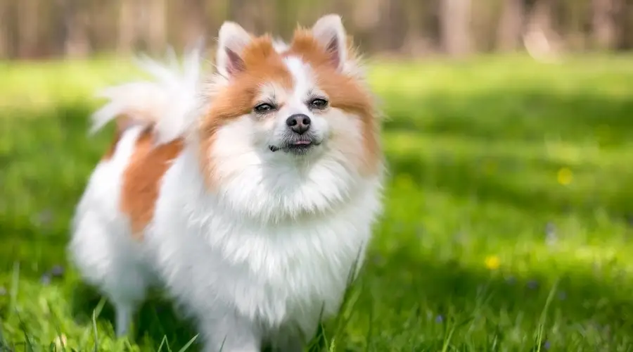 Pomerania blanca y roja