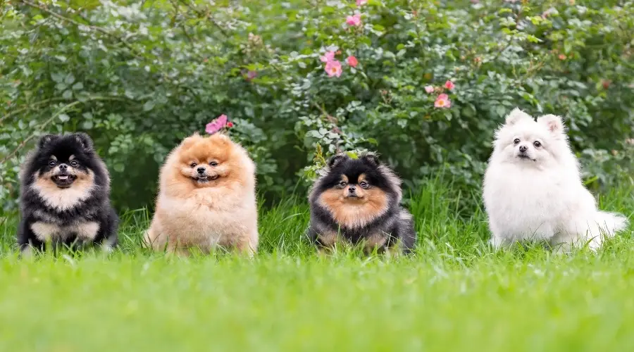 Cuatro perros Pomerania al aire libre en la hierba