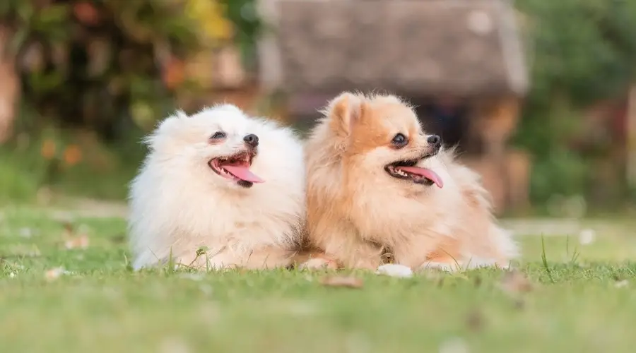 Pomerania blanca y dorada