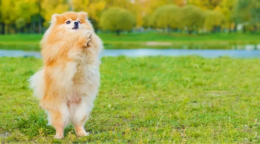 Pequeño perro pomerania esponjoso en entrenamiento