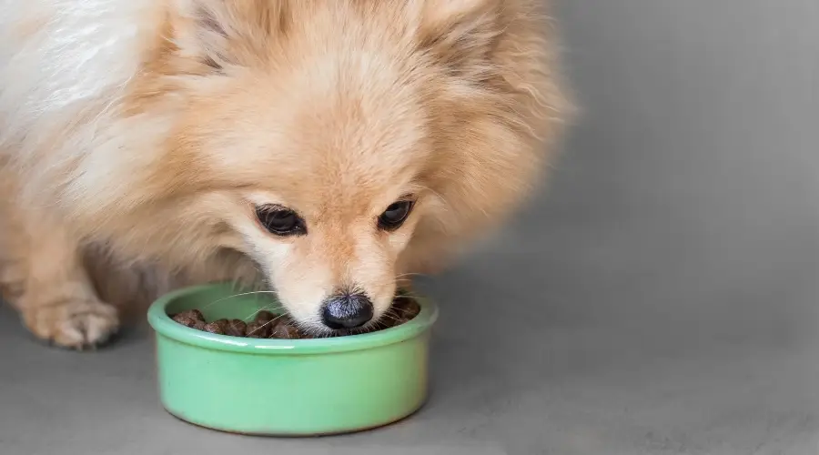 Pomerania comiendo de Green Bowl