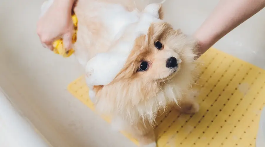 Pomerania bañándose