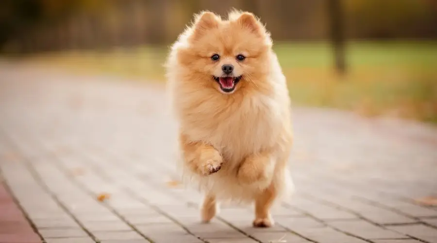 Perro Pomerania esponjoso dorado corriendo