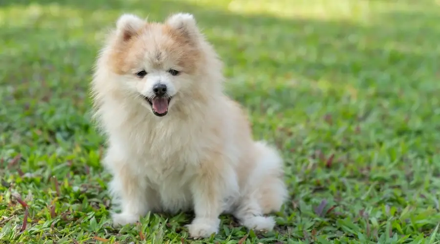 Pequeño perro de rescate Pomerania