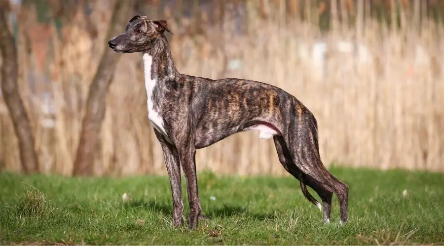 Hermoso perro atigrado al aire libre