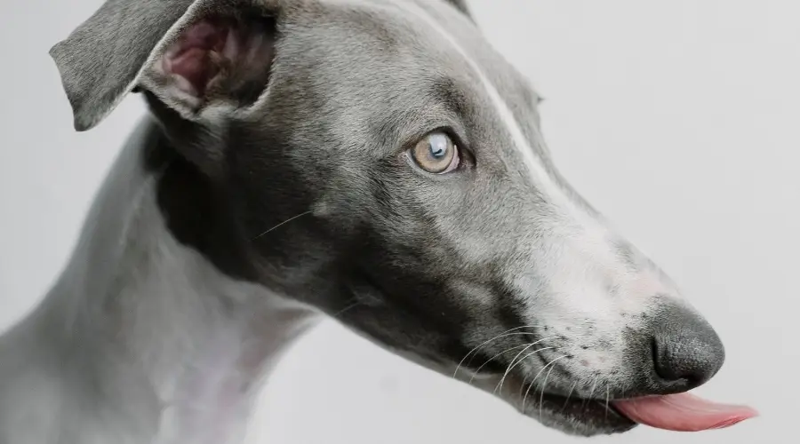 Perro Gris Con La Lengua Fuera