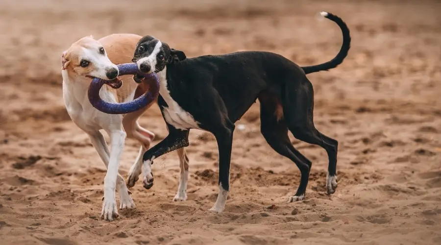 Dos perros juguetones al aire libre