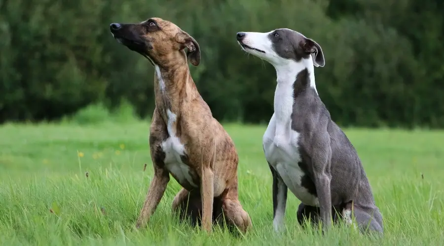 Dos perros de diferentes colores en la hierba