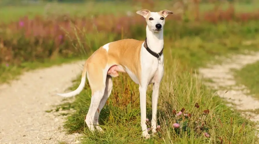 Perro blanco y tostado