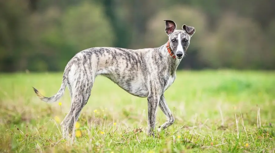 Perro atigrado inverso en hierba