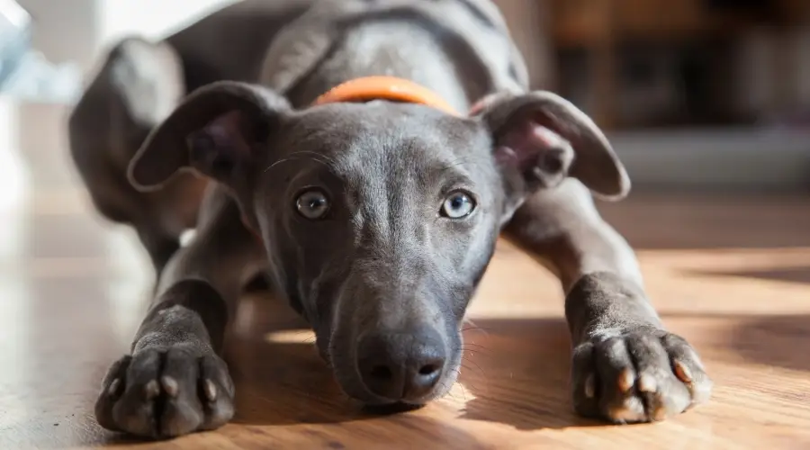 Perro con pelaje azul y ojos grises.